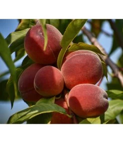 Dehner Pfirsich 'Benedicte'