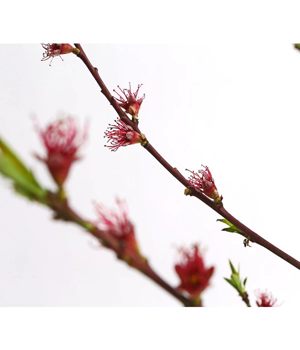 Dehner Pfirsich 'Benedicte' 3 Dehner Pfirsich 'Benedicte' – Bild 3