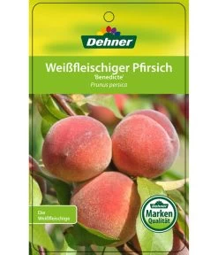 Dehner Pfirsich 'Benedicte' 8 Dehner Pfirsich 'Benedicte' -Garten & Außenbereich 7611155 WeissfleischigerPfirsichBenedicte Etikett 1