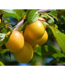 Dehner Mirabelle 'Bellamira'