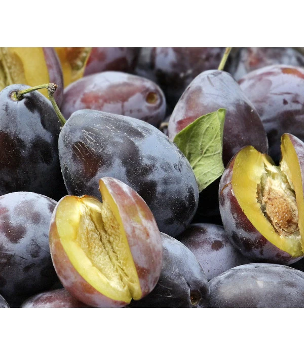 Bio Zwetschge 'Hauszwetschge' 1 Bio Zwetschge 'Hauszwetschge'