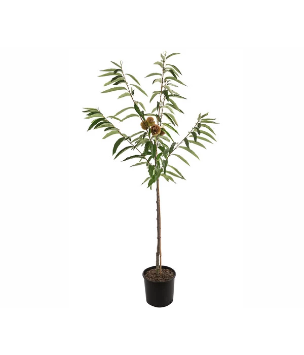 Esskastanie 'Bouche De Betizac' 2 Esskastanie 'Bouche De Betizac' – Bild 2