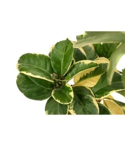 Weißbunte Zitrone 'Variegata' -Garten & Außenbereich 7623051 WE DE 003 CitrusZitroneVariegataT20