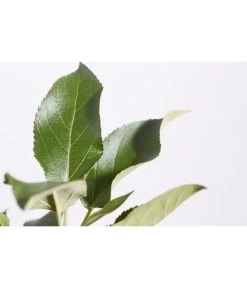 Herbstapfel 'Elstar' -Garten & Außenbereich 7639164 PR DE 001 ApfelElstarMalusBusch95LiterDehnerExpressZS