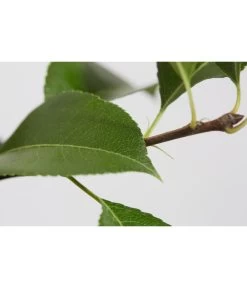 Sommerbirne 'Gute Luise' -Garten & Außenbereich 7658578 PR DE 001 BirneGuteLuisePyrusBusch95LiterDehnerExpressZS