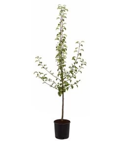 Sommerbirne 'Gute Luise' -Garten & Außenbereich 7658578 PR FS 001 BirneGuteLuisePyrusBusch95LiterDehnerExpressZS