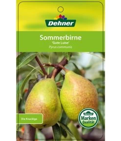 Sommerbirne 'Gute Luise' -Garten & Außenbereich 7658578 SommerbirneGuteLuise Etikett 1