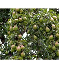 Sommerbirne 'Gute Luise'