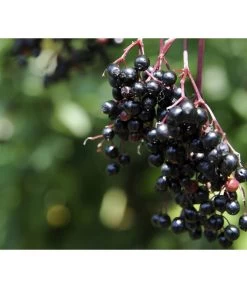 Holunder 'Black Tower' -Garten & Außenbereich 7662810 PR MO 002 HolunderBlackTower