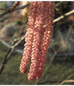 Dehner Haselnuss 'Rote Zellernuss' -Garten & Außenbereich 7663073 PR 001 CoryllusHaselnussPixabay