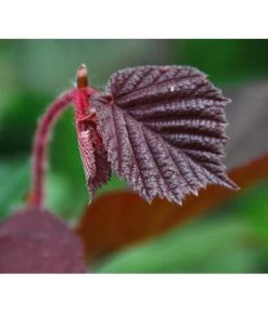 Dehner Haselnuss 'Rote Zellernuss' -Garten & Außenbereich 7663073 PR DE 002 CoryllusHaselnussPixabay