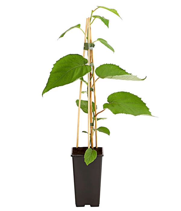 Dehner Kiwi 'Hayward', Weiblich 2 Dehner Kiwi 'Hayward', Weiblich – Bild 2