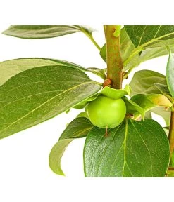 Dehner Kaki 'Rojo Brillante' - Kaki-Pflaume 'Rojo Brillante' -Garten & Außenbereich 7693377 PR DE 001 KakiRojoBrillanteBUDehnerExpressHerzig