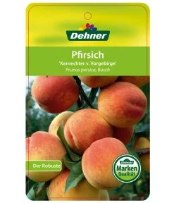 Dehner Pfirsich 'Kernechter Vom Vorgebirge' -Garten & Außenbereich 7695505 PfirsichKernechterVomVorgebirge Etikett 1