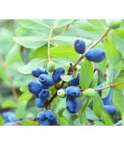 Sibirische Blaubeere 'MyBerry® Sweet'