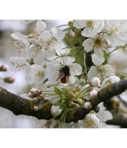 Süßkirsche 'Merchant' -Garten & Außenbereich 7710205 PR DE 002 PrunusSuesskirscheMerchantPixabay