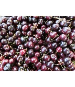 Süßkirsche 'Merchant' -Garten & Außenbereich 7710205 WE MO 002 KirscheMerchantPixabay