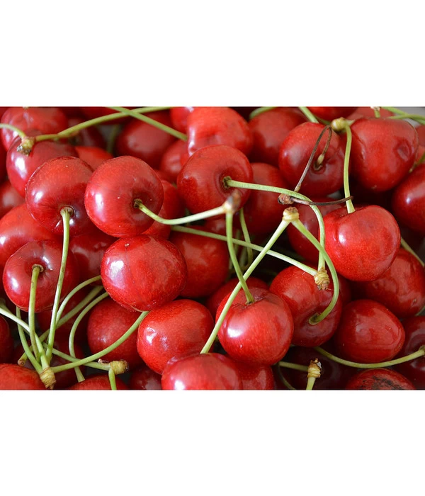 Sauerkirsche 'Morellenfeuer' 3 Sauerkirsche 'Morellenfeuer' – Bild 3