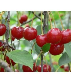Sauerkirsche 'Morellenfeuer'