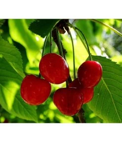 Titelseite -Garten & Außenbereich 7724016 PR FS 001 PrunusZwergsauerkirschePixabay