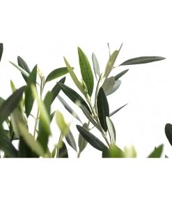 XXL Olivenstamm 'Leccino', Ca. 180-200 Cm -Garten & Außenbereich 7724792 WE DE 001 OleaEuropaeaLeccinoOlive