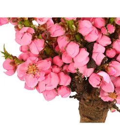 Zwergpfirsich 'Amber Pix Zee' -Garten & Außenbereich 7728744 WE DE 001 ZwergPfirsich7LDehnerExpressHerzig