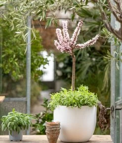 Zwergpfirsich 'Amber Pix Zee' -Garten & Außenbereich 7728744 WE MO 001 ZwergPfirsich