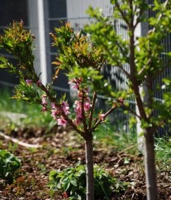 Zwergpfirsich 'Amber Pix Zee' -Garten & Außenbereich 7728744 WE MO 003 ZwergpfirsichBauer