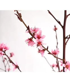 Pfirsich 'Rubira', Rotblättrig -Garten & Außenbereich 7728819 WE DE 001 PfirsichRotblaettrigDehnerExpressHerzig