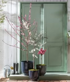 Pfirsich 'Rubira', Rotblättrig -Garten & Außenbereich 7728819 WE MO 001 PfirsichPrunusPersica Content Fruehlingsstory 2023