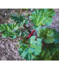 Dehner Gourmet Garten Himbeer-Rhabarber -Garten & Außenbereich 7736028 PR 001 RheumRhabarberPixabay