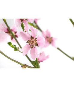 Säulennektarine 'Fantasia' -Garten & Außenbereich 7752710 WE DE 001 PrunusSauelennektarineFantasia