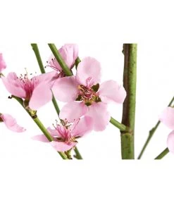 Säulenpfirsich 'Aida' -Garten & Außenbereich 7752728 WE DE 001 PrunusSauelenpfirsichAida