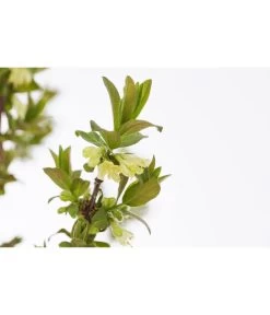 Sibirische Blaubeere 'MyBerry® Sweet' -Garten & Außenbereich 7756463 PR DE 001 SibirischeBlaubeereMyBerrySweet5LDehnerExpressZS