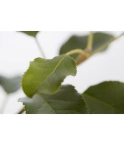 Herbstapfel 'Topaz' -Garten & Außenbereich 7763931 PR DE 001 ApfelTopazMalusBusch95LiterDehnerExpressZS