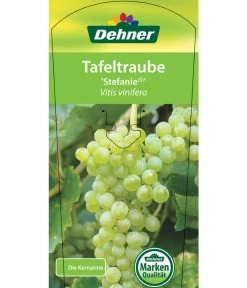 Tafeltraube 'Stefanie' -Garten & Außenbereich 7773278 TafeltraubeStefanie Etikett 1