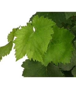 Tafeltraube, Kernlos, Verschiedene Sorten -Garten & Außenbereich 7773583 WE DE 001 VitisTafeltraubeDehner