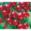 Sauerkirsche 'Vowi'