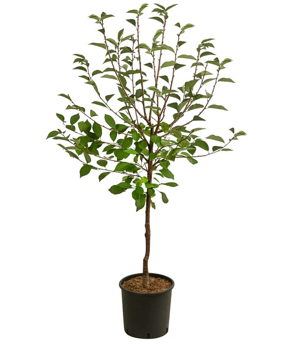 Sauerkirsche 'Vowi' 2 Sauerkirsche 'Vowi' – Bild 2