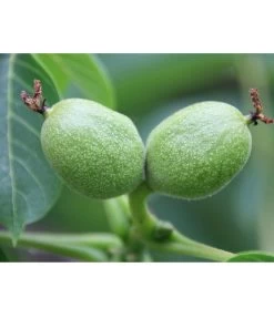 Weinheimer Walnuss Klon 139 -Garten & Außenbereich 7776818 WE DE WeinheimerWalnussKlon139Pixabay