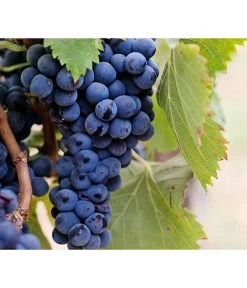 Dehner Gourmet Garten Tafeltraube 'Muscat Blue' -Garten & Außenbereich 7779101 PR DE 002 VitisWeintraubenMuscatBleuPixabay