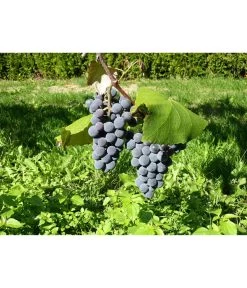 Dehner Gourmet Garten Tafeltraube 'Muscat Blue' -Garten & Außenbereich 7779101 WE DE 002 WeintraubeBlauerMuskatellerPixabay