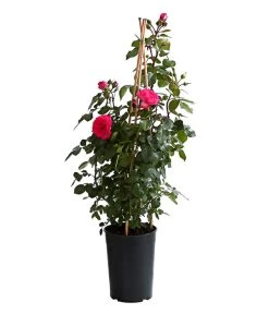 Kletterrosen, Verschiedene Sorten -Garten & Außenbereich 7800071 PR FS 001 RosenInSortenKletter7LiterKletterroseAntikeDehnerExpressHerzig