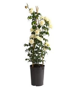 Kletterrosen, Verschiedene Sorten -Garten & Außenbereich 7800071 PR FS 001 RosenInSortenKletter7LiterKletterroseIlseKrohnDehnerExpressHerzig