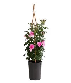 Kletterrosen, Verschiedene Sorten -Garten & Außenbereich 7800071 PR FS 001 RosenInSortenKletter7LiterKletterroseJasminaDehnerExpressHerzig