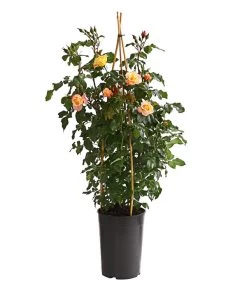 Kletterrosen, Verschiedene Sorten -Garten & Außenbereich 7800071 PR FS 001 RosenInSortenKletter7LiterKletterroseMoonlightDehnerExpressHerzig