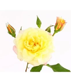 Kletterrosen 'Klettermaxe®' -Garten & Außenbereich 7801251 PR DE 001 KletterroseUrtyard5LiterKRMoonlightDehnerExpressHerzig