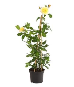 Kletterrosen 'Klettermaxe®' -Garten & Außenbereich 7801251 PR FS 001 KletterroseUrtyard5LiterKRMoonlightDehnerExpressHerzig