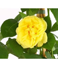 Kletterrosen 'Klettermaxe®' -Garten & Außenbereich 7801954 PR DE 001 KlettermaxeKordes5LiterKletterroseGoldenGateDehnerExpressHerzig