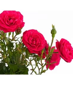 Kletterrosen 'Klettermaxe®' -Garten & Außenbereich 7801954 PR DE 001 KlettermaxeKordes5LiterKletterroseJasminaDehnerExpressHerzig